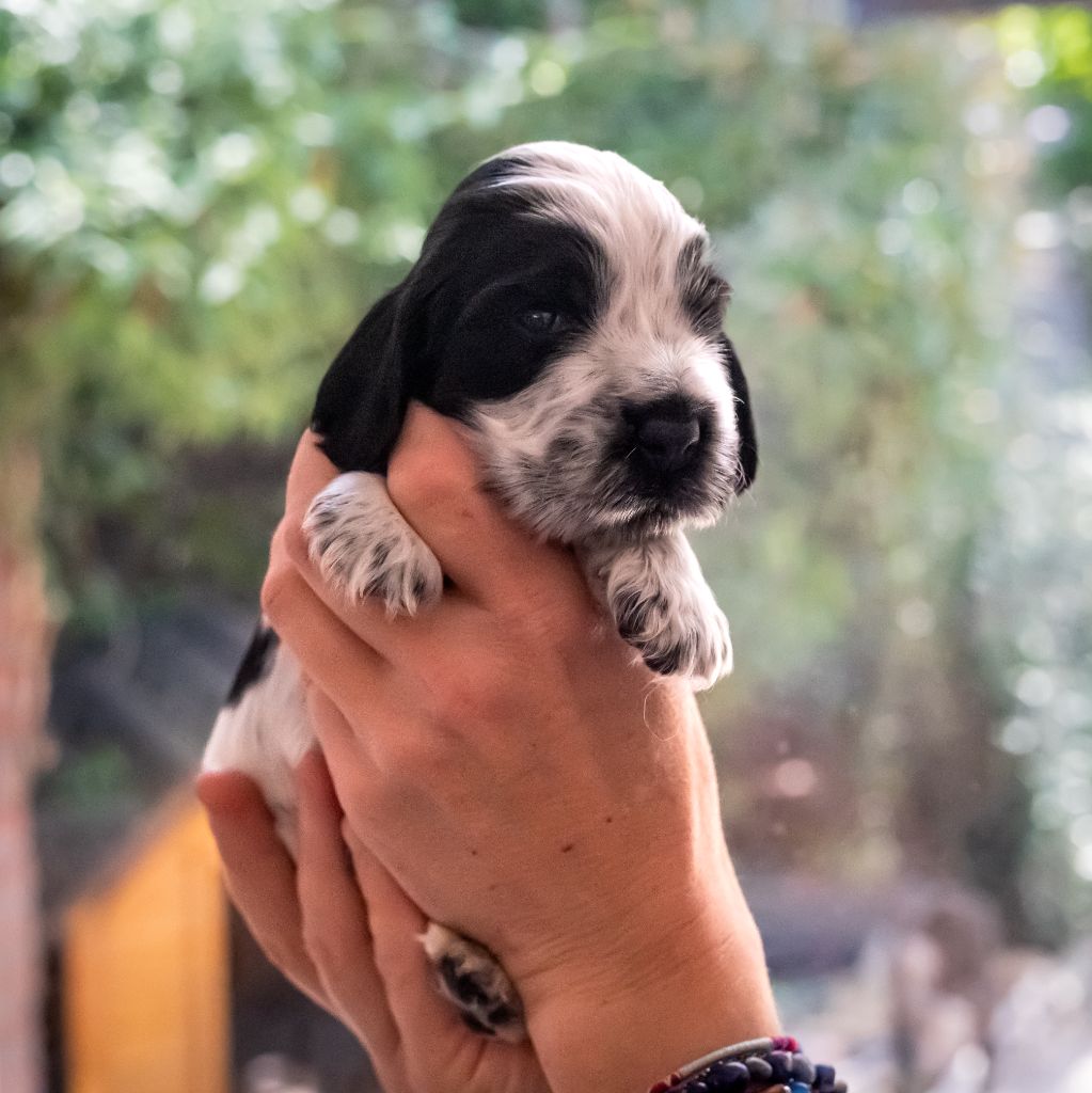 De La Taquinière - Chiots disponibles - Cocker Spaniel Anglais
