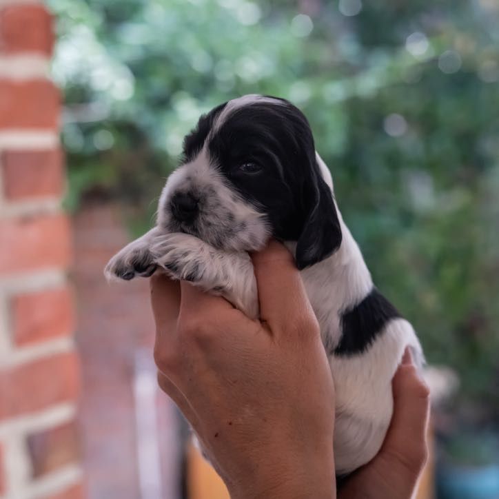De La Taquinière - Chiots disponibles - Cocker Spaniel Anglais