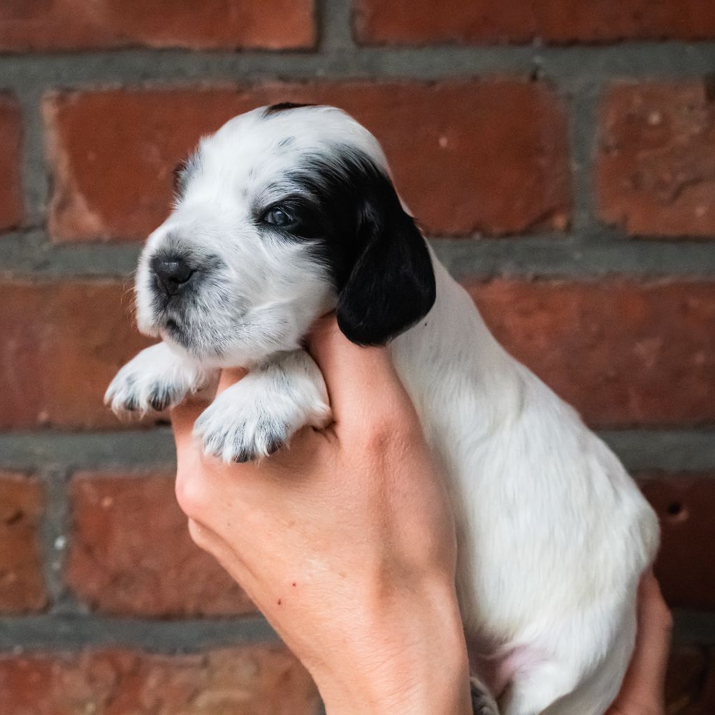 De La Taquinière - Chiots disponibles - Cocker Spaniel Anglais