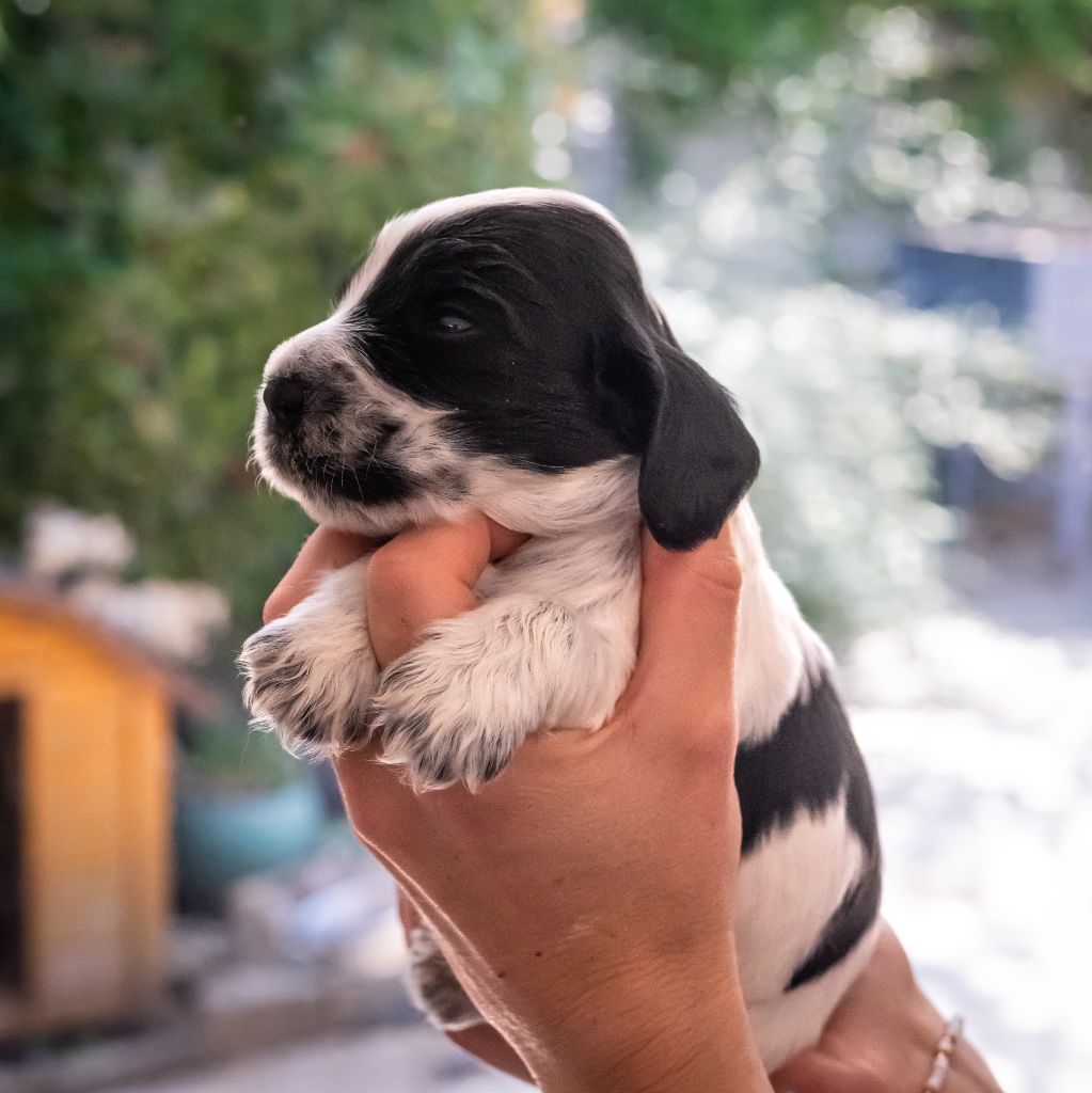De La Taquinière - Chiots disponibles - Cocker Spaniel Anglais