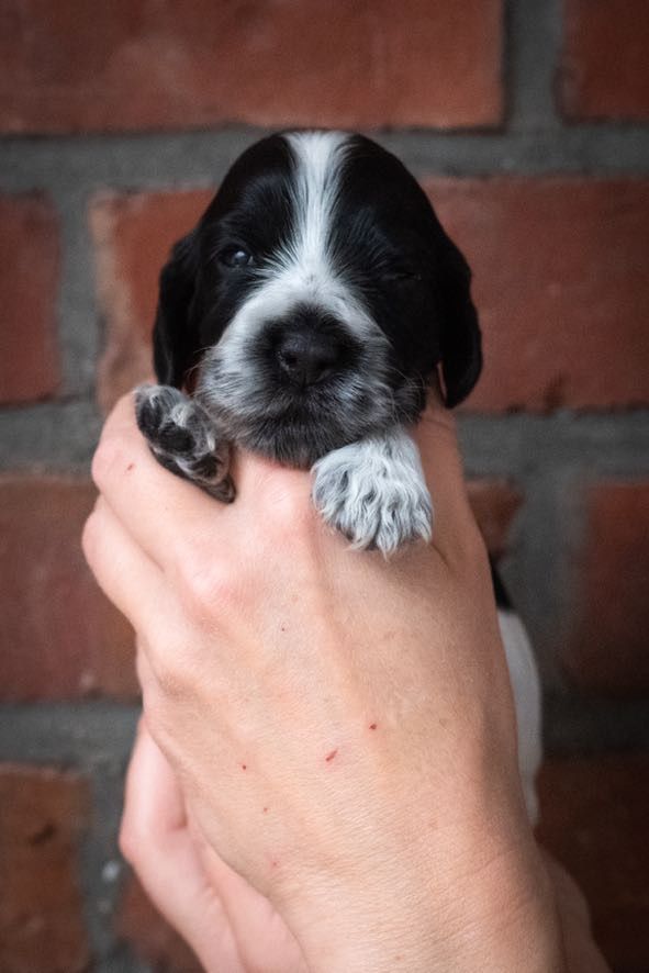 De La Taquinière - Chiots disponibles - Cocker Spaniel Anglais