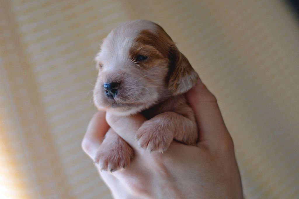 De La Taquinière - Cocker Spaniel Anglais - Portée née le 31/03/2018
