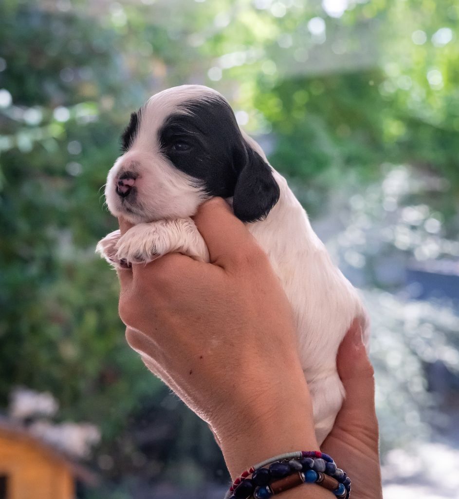 De La Taquinière - Chiots disponibles - Cocker Spaniel Anglais