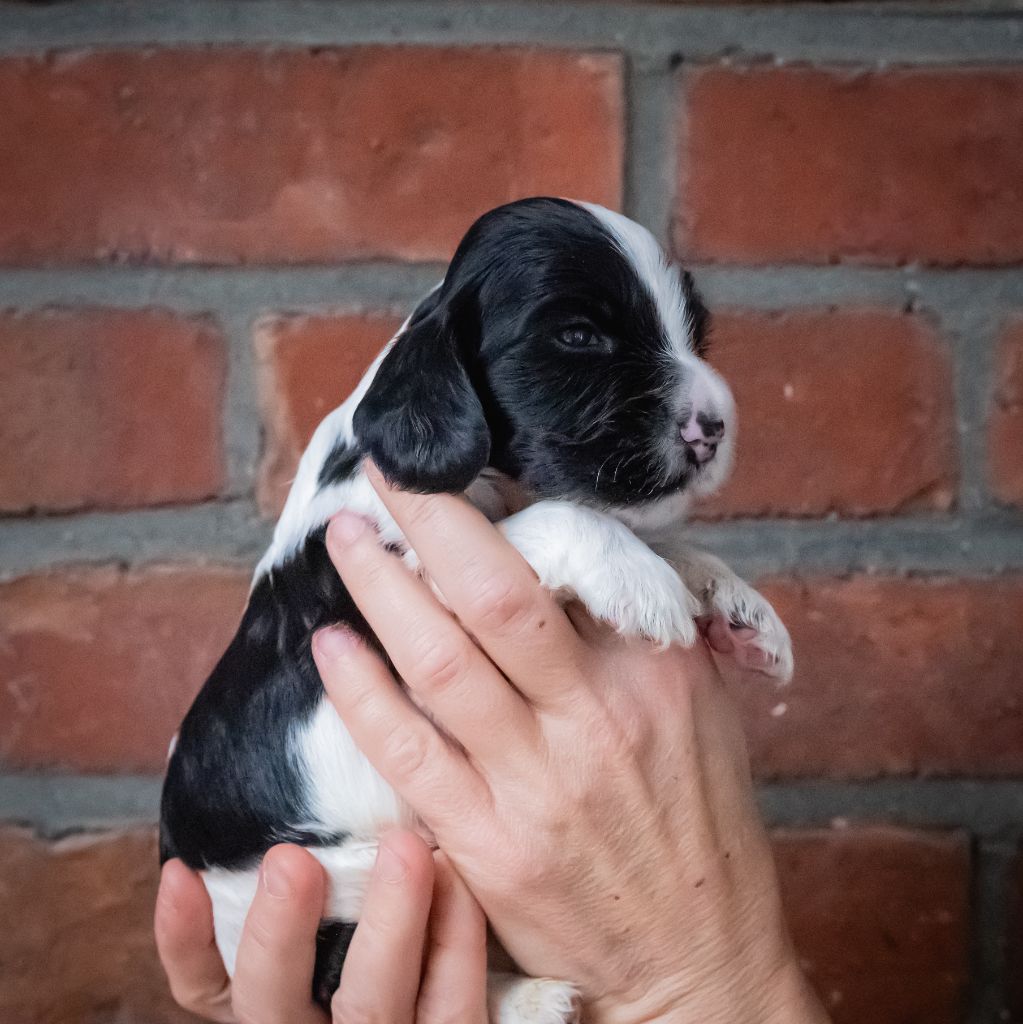 De La Taquinière - Chiots disponibles - Cocker Spaniel Anglais