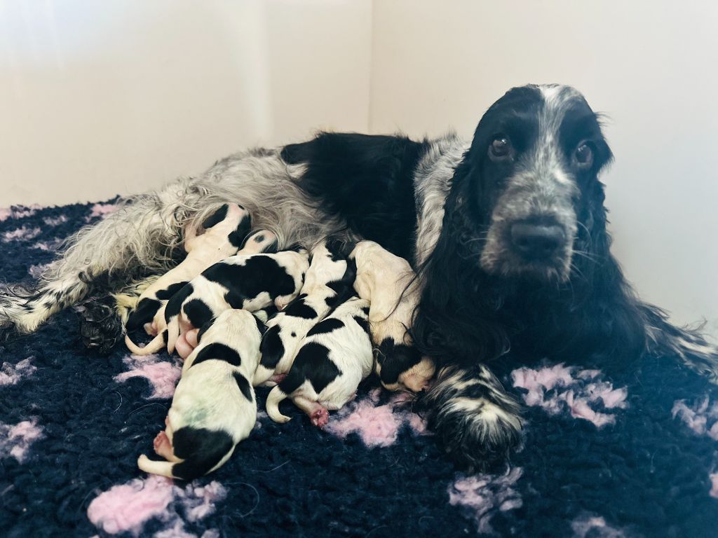 Chiot Cocker Spaniel Anglais De La Taquinière