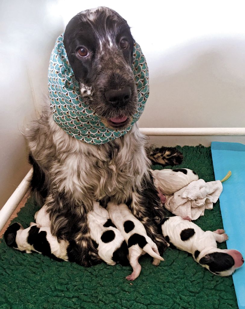 Chiot Cocker Spaniel Anglais De La Taquinière